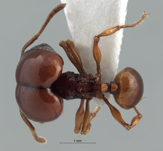 Acanthomyrmex concavus Moffett, 1986 dorsal