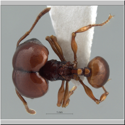 Acanthomyrmex concavus Moffett, 1986 dorsal