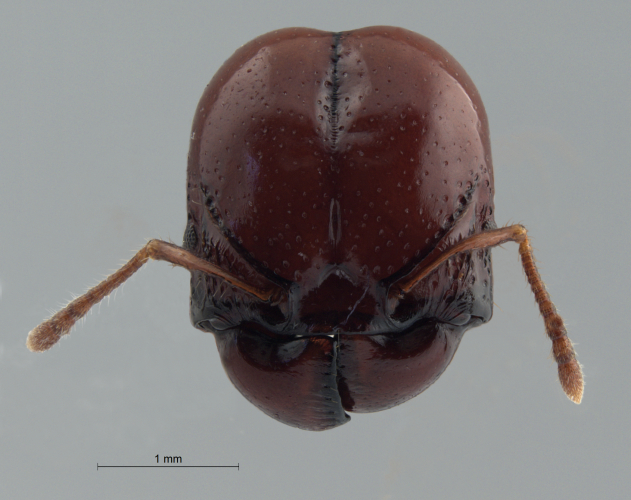 Acanthomyrmex concavus Moffett, 1986 frontal