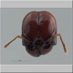 Acanthomyrmex concavus Moffett, 1986 frontal