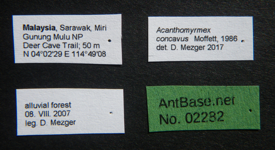 Foto Acanthomyrmex concavus Moffett, 1986 Label