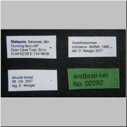 Acanthomyrmex concavus Moffett, 1986 Label