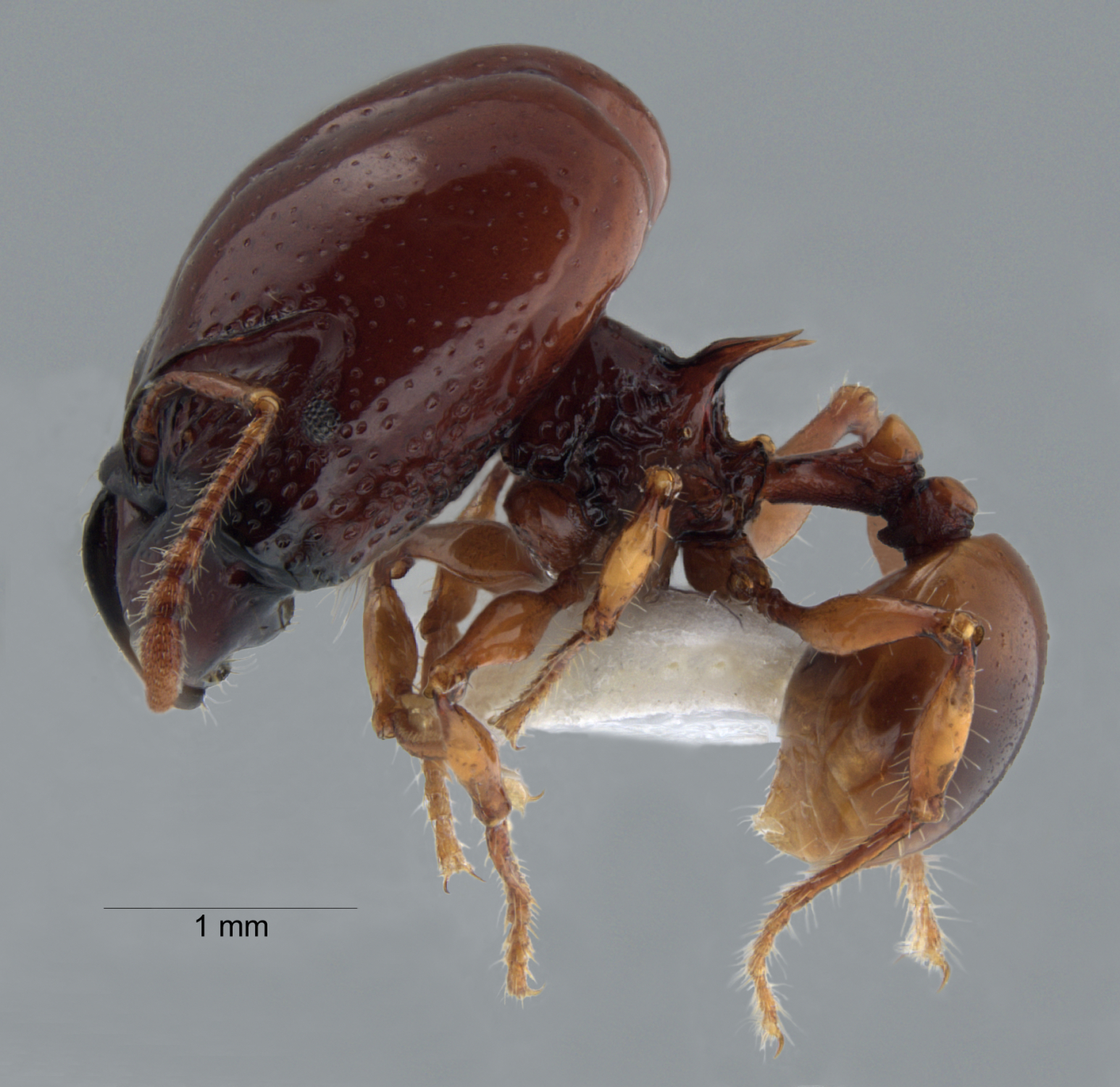 Foto Acanthomyrmex concavus Moffett, 1986 lateral