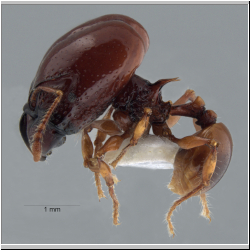 Acanthomyrmex concavus Moffett, 1986 lateral