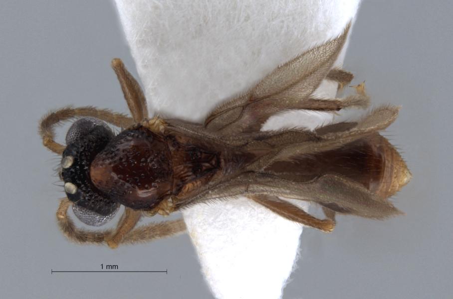 Acanthomyrmex concavus Moffett, 1986 dorsal