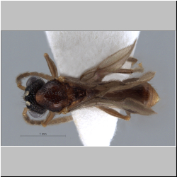 Acanthomyrmex concavus Moffett, 1986 dorsal