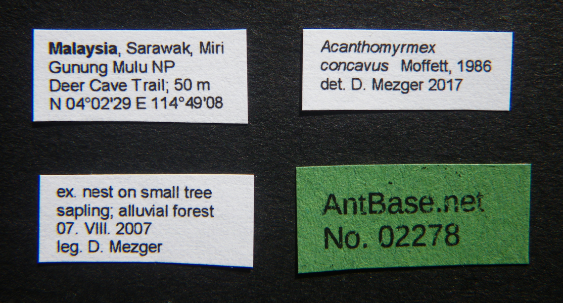 Acanthomyrmex concavus Moffett, 1986 Label