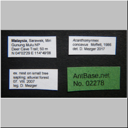 Acanthomyrmex concavus Moffett, 1986 Label