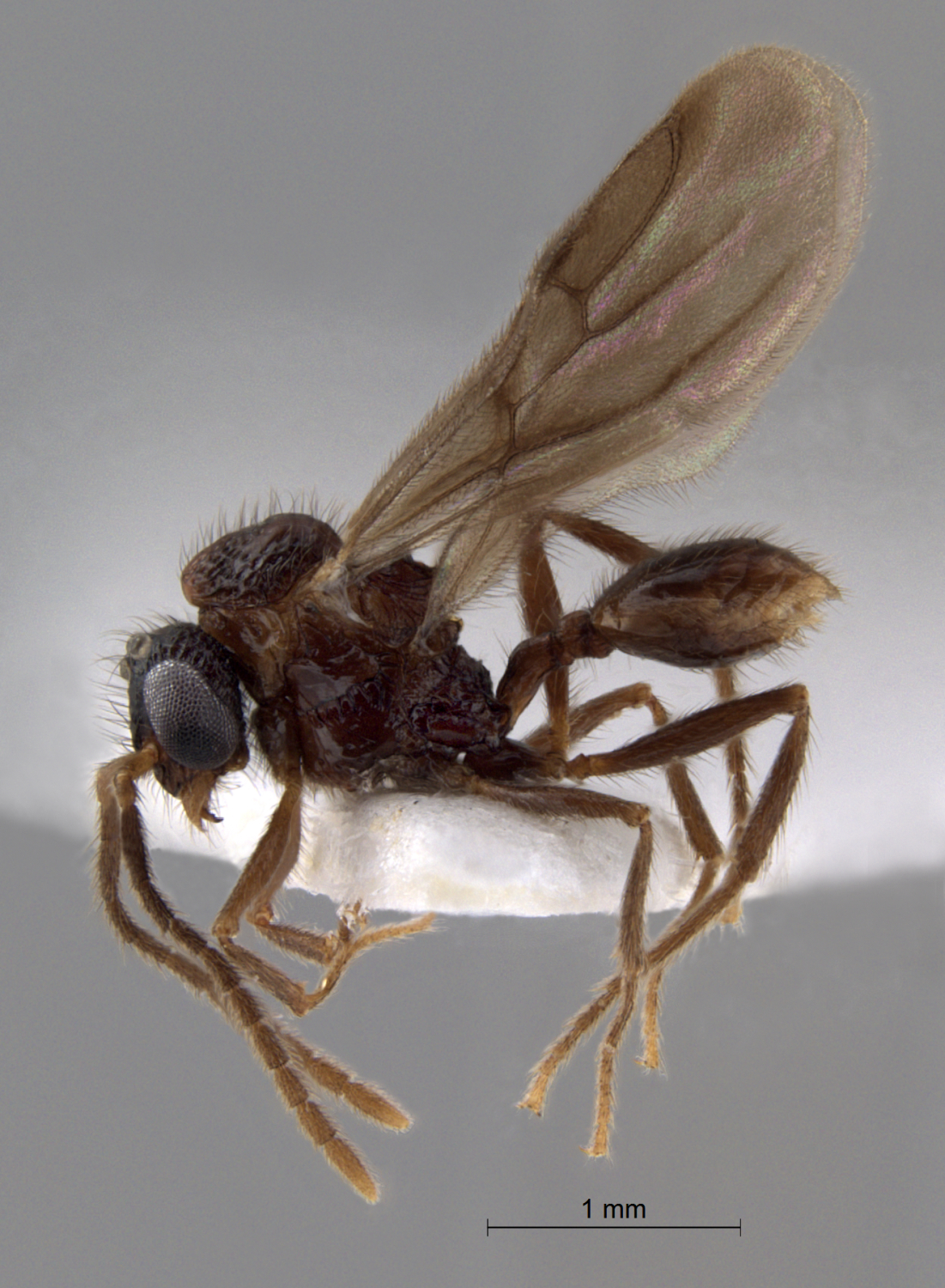 Foto Acanthomyrmex concavus Moffett, 1986 lateral