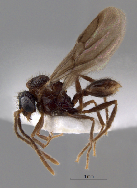 Acanthomyrmex concavus Moffett, 1986 lateral