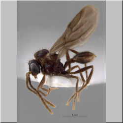 Acanthomyrmex concavus Moffett, 1986 lateral