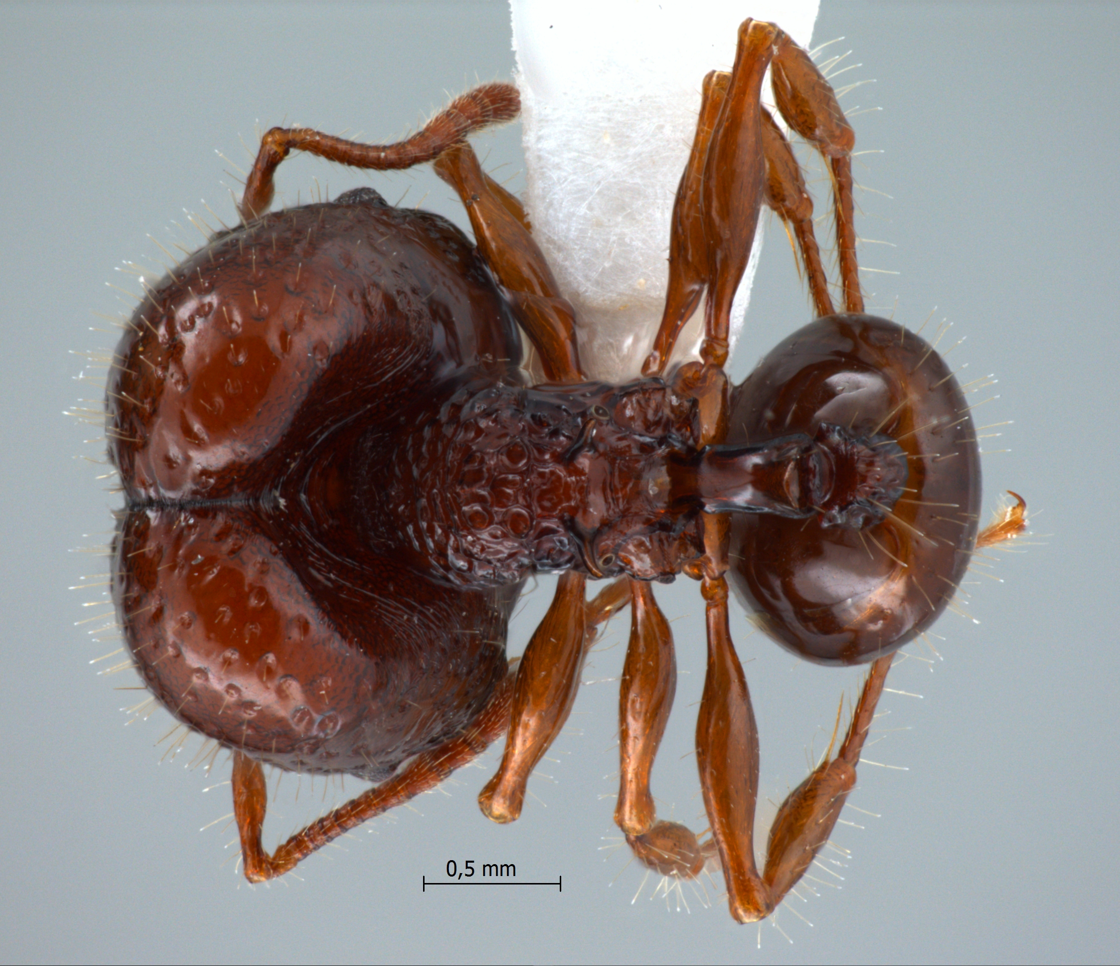 Foto Acanthomyrmex dusun Wheeler, 1919 dorsal