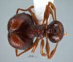 Acanthomyrmex dusun Wheeler, 1919 dorsal