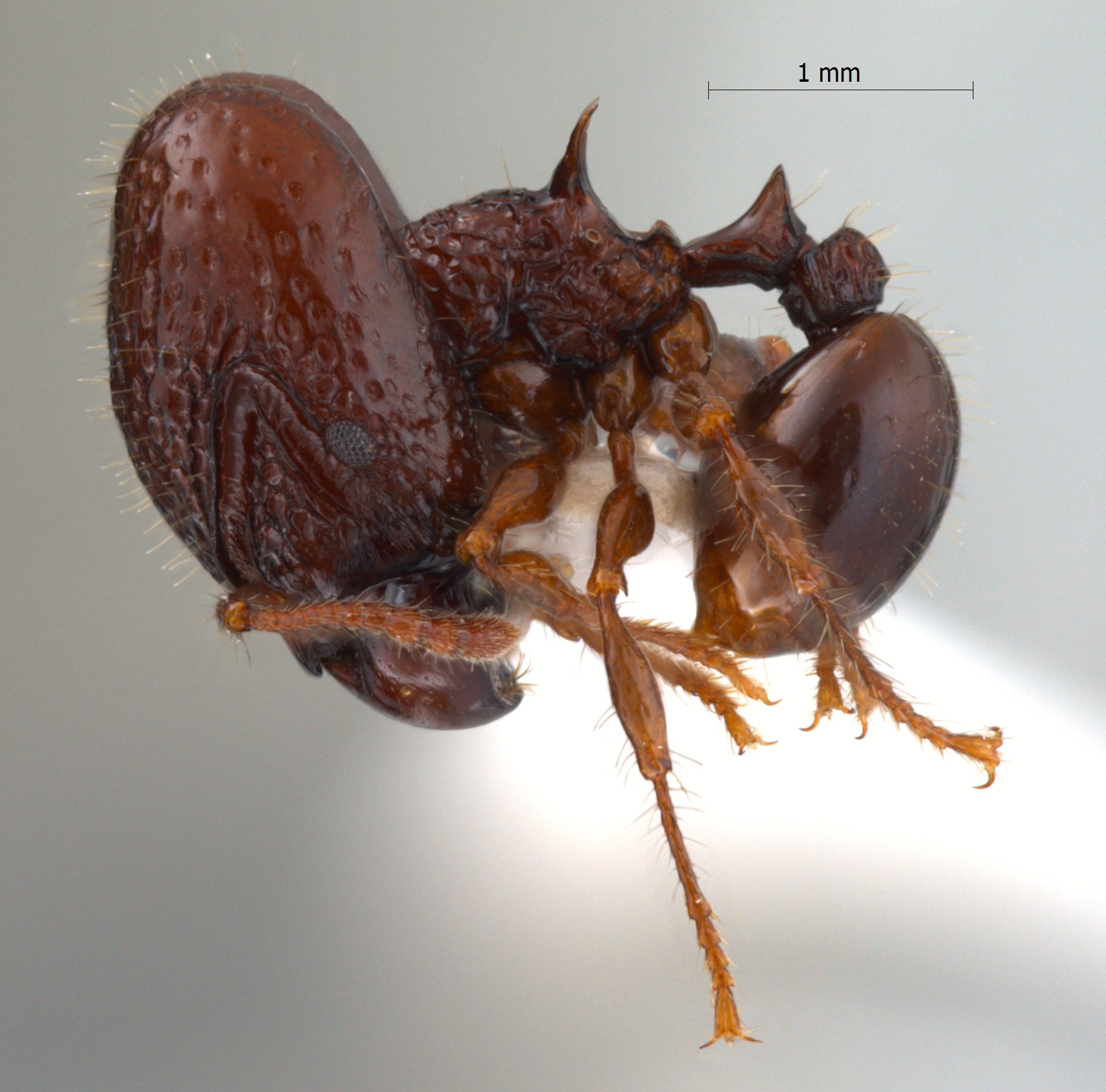 Foto Acanthomyrmex dusun Wheeler, 1919 lateral