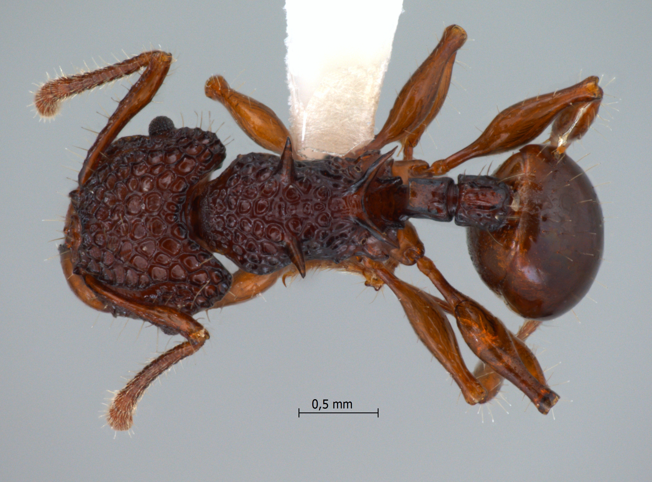 Foto Acanthomyrmex dusun Wheeler, 1919 dorsal