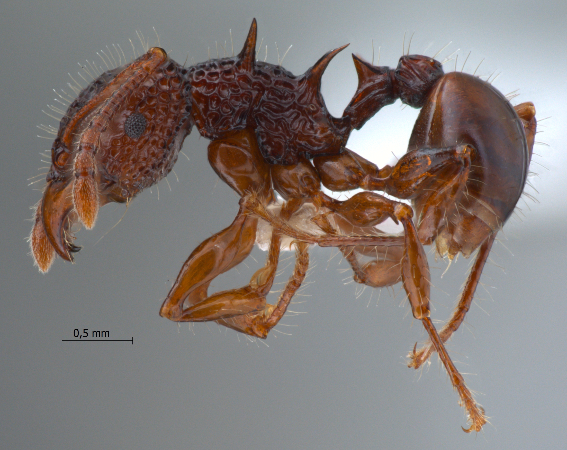 Foto Acanthomyrmex dusun Wheeler, 1919 lateral