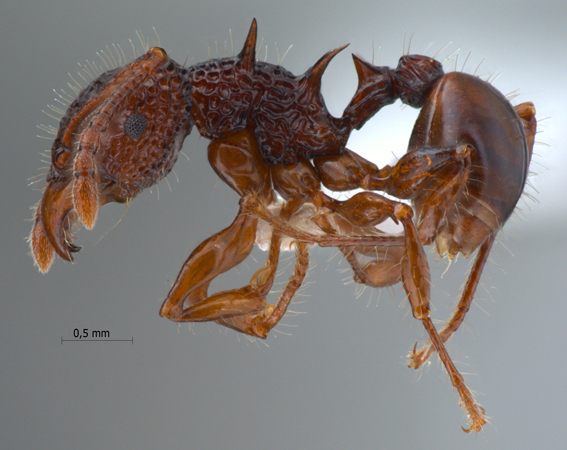 Acanthomyrmex dusun Wheeler, 1919 lateral