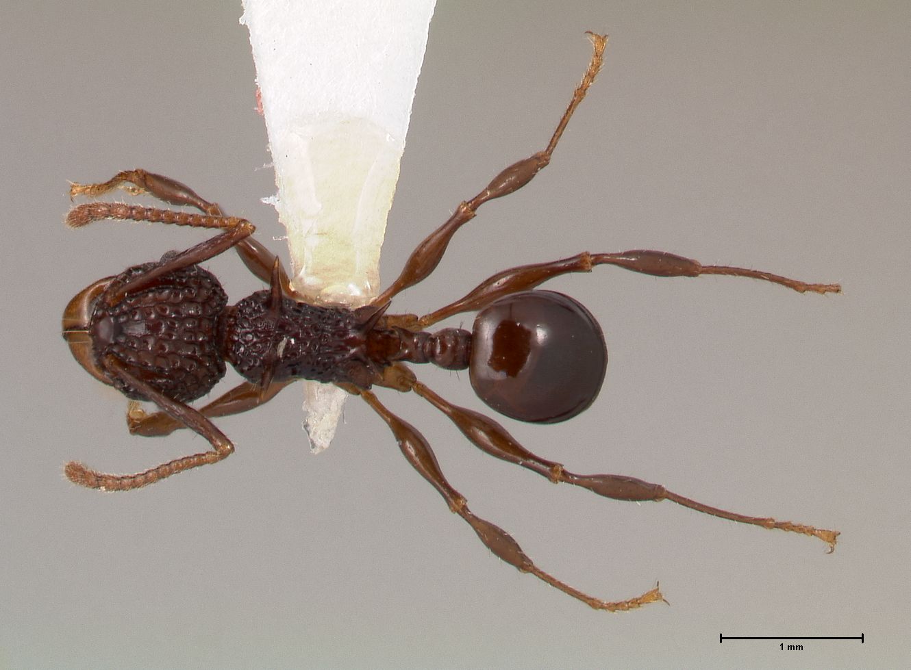 Foto Acanthomyrmex ferox Emery,1893 dorsal