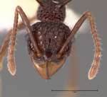 Acanthomyrmex ferox Emery,1893 frontal