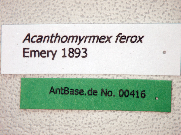 Foto Acanthomyrmex ferox Emery,1893 Label