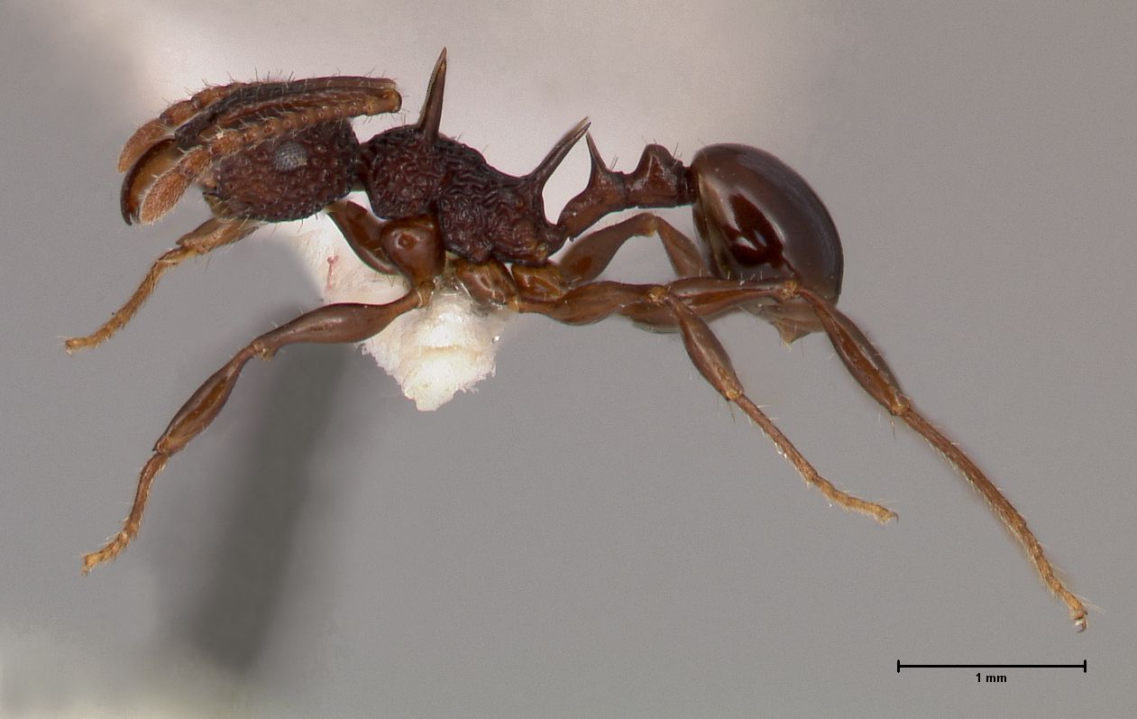 Foto Acanthomyrmex ferox Emery,1893 lateral