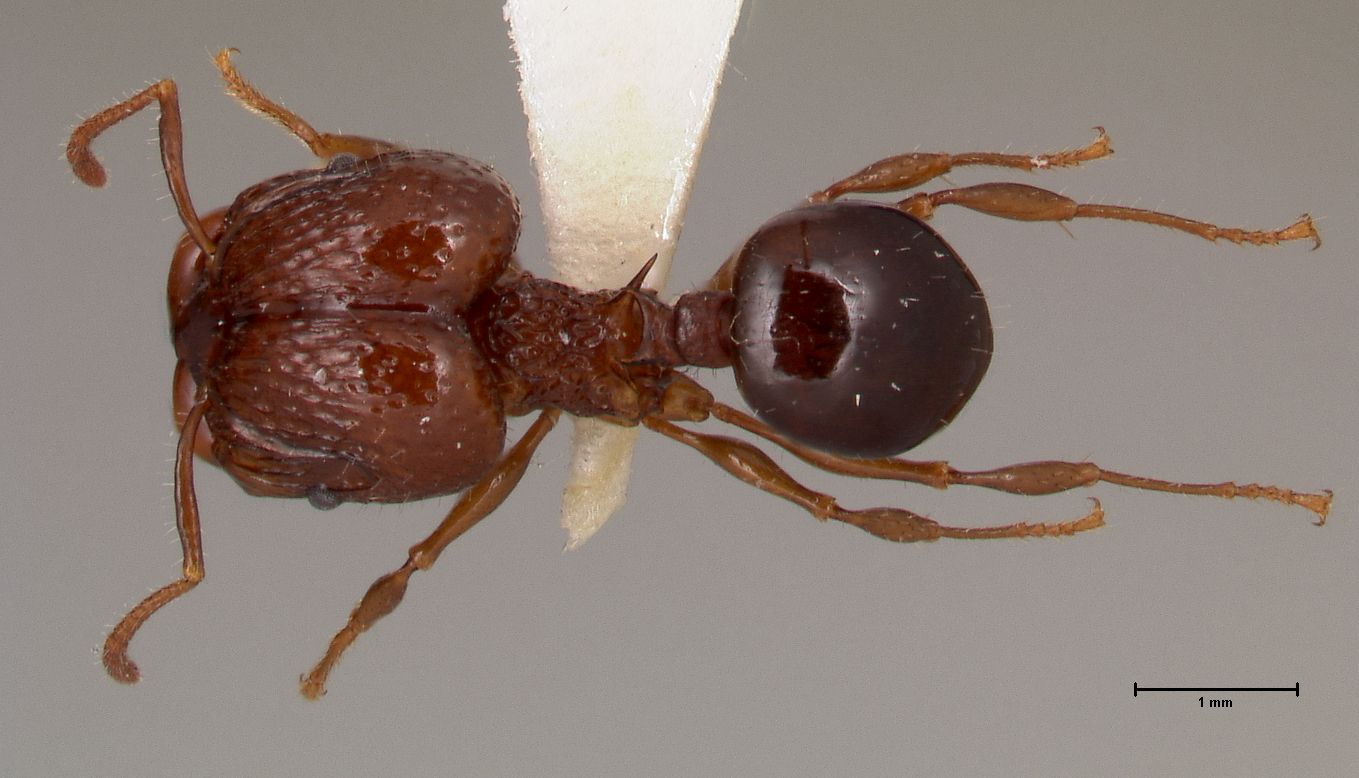 Foto Acanthomyrmex ferox major Emery, 1893 dorsal