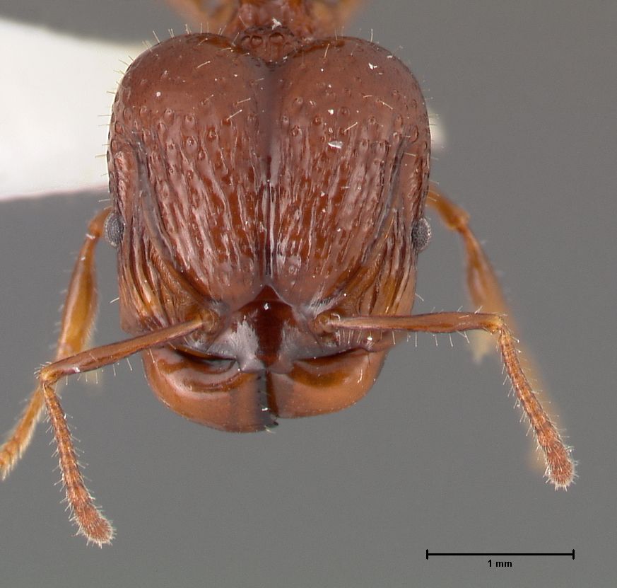 Foto Acanthomyrmex ferox major Emery, 1893 frontal