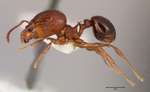 Acanthomyrmex ferox major Emery, 1893 lateral