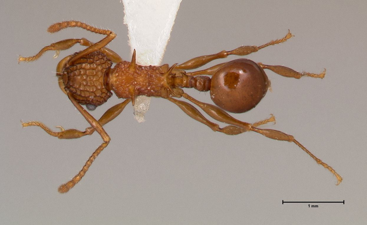 Foto Acanthomyrmex ferox minor Emery, 1893 dorsal