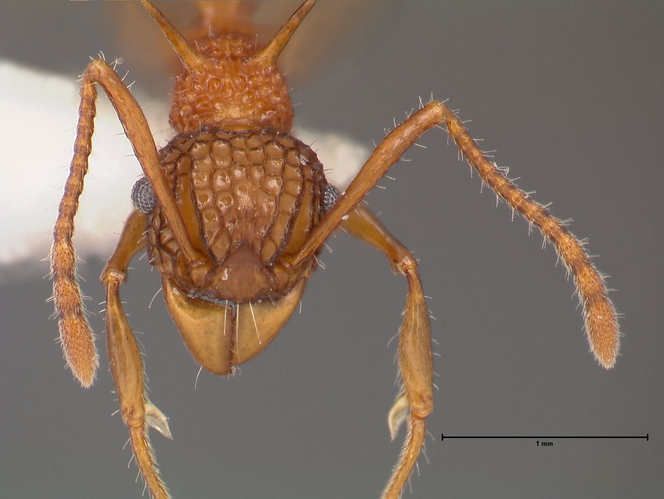 Foto Acanthomyrmex ferox minor Emery, 1893 frontal