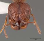 Acanthomyrmex ferox minor Emery, 1893 frontal