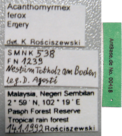 Acanthomyrmex ferox minor Emery, 1893 Label