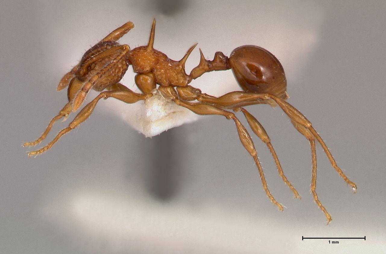 Foto Acanthomyrmex ferox minor Emery, 1893 lateral