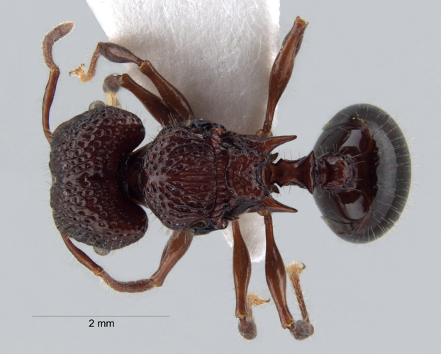 Acanthomyrmex ferox Emery,1893 dorsal