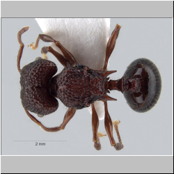 Acanthomyrmex ferox Emery,1893 dorsal