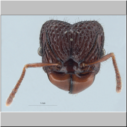 Acanthomyrmex ferox Emery,1893 frontal