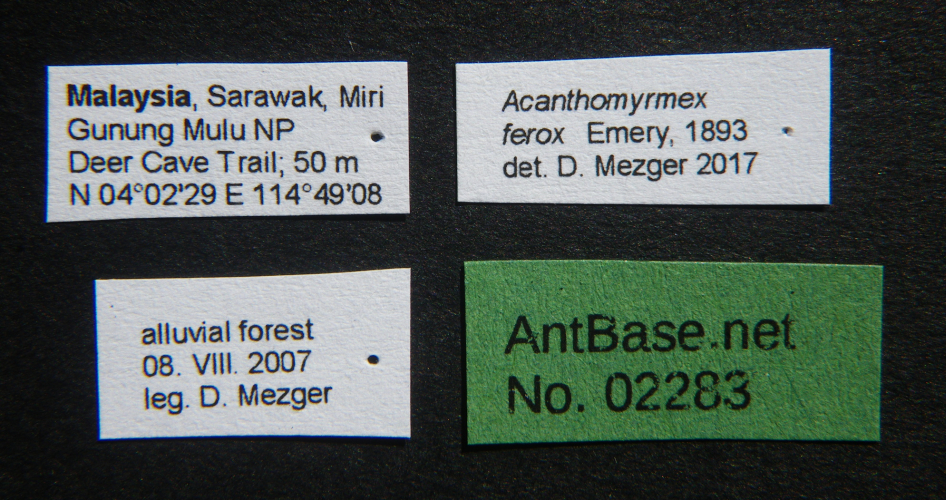 Foto Acanthomyrmex ferox Emery,1893 Label