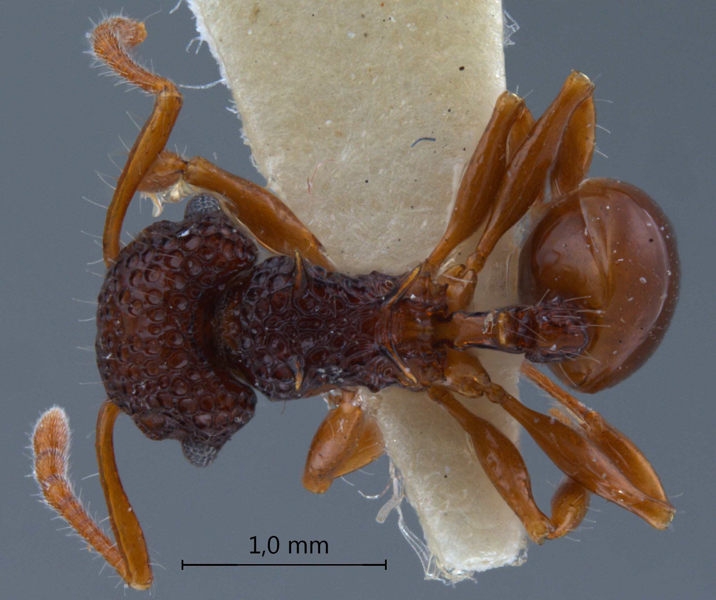 Foto Acanthomyrmex mindanao Moffet, 1986 dorsal