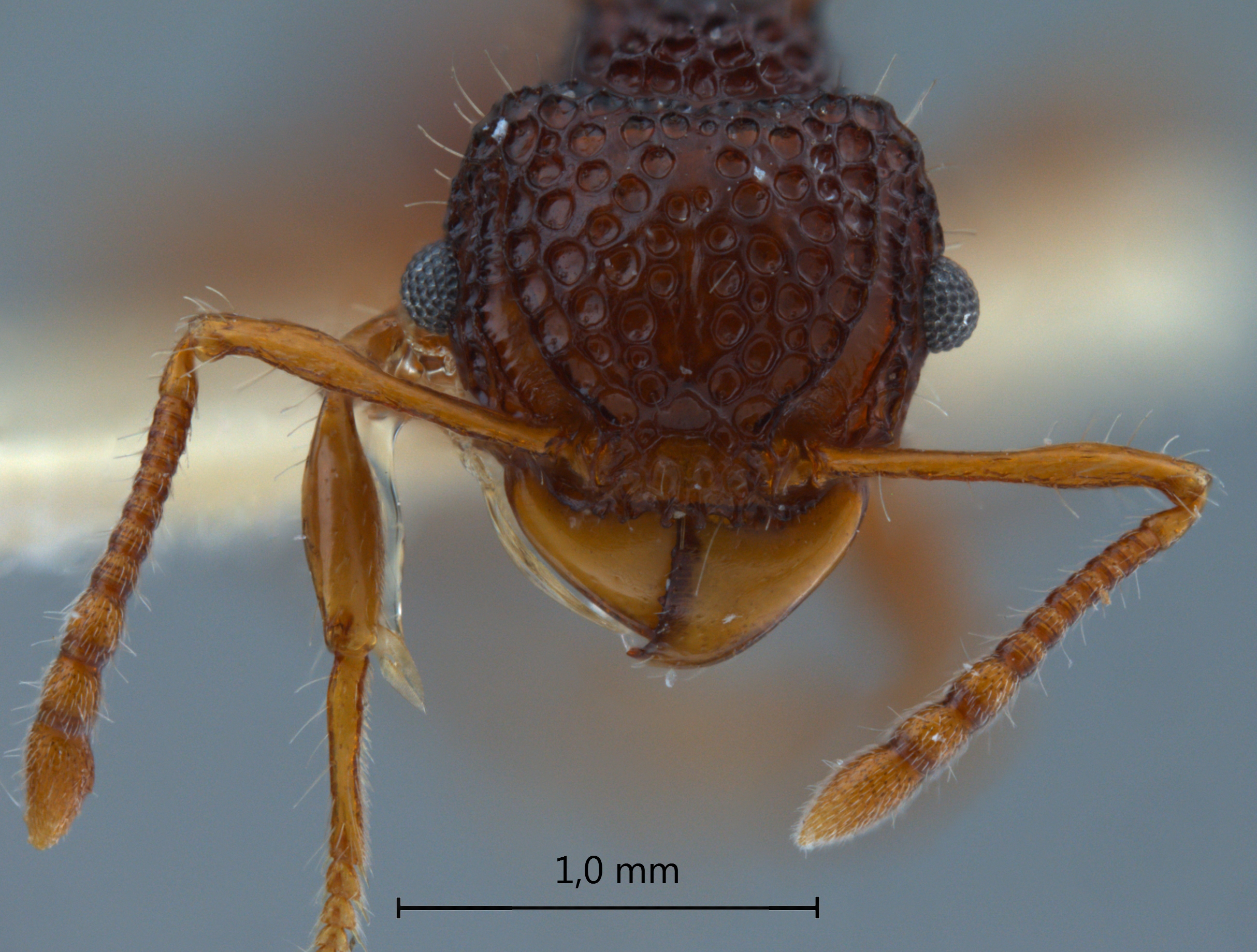 Foto Acanthomyrmex mindanao Moffet, 1986 frontal