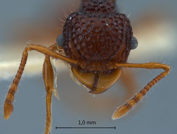 Acanthomyrmex mindanao Moffet, 1986 frontal