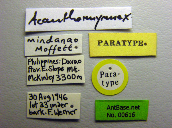 Foto Acanthomyrmex mindanao Moffet, 1986 Label