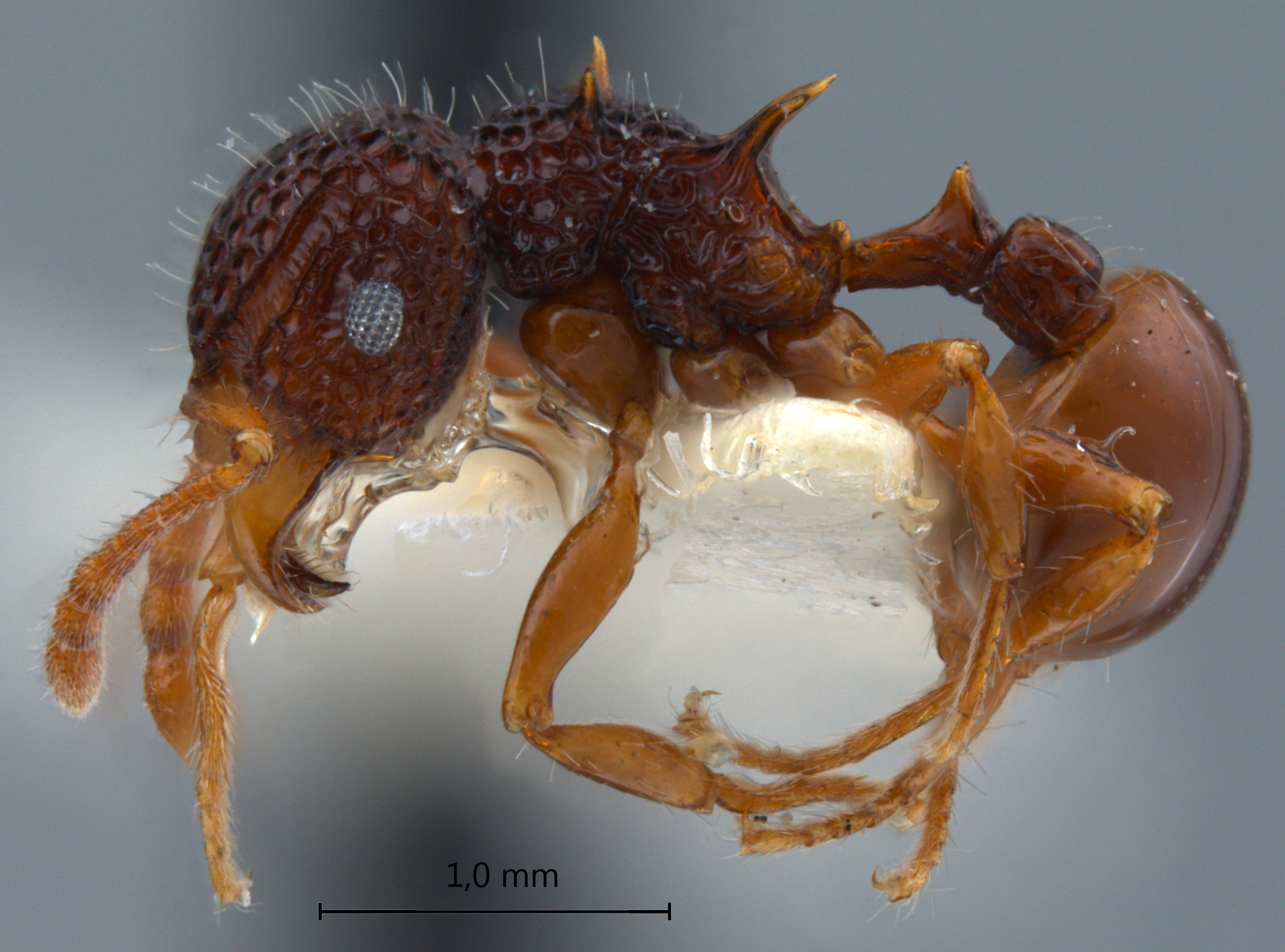 Foto Acanthomyrmex mindanao Moffet, 1986 lateral