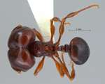 Acanthomyrmex padanensis Terayama, Ito & Gobin, 1998 dorsal