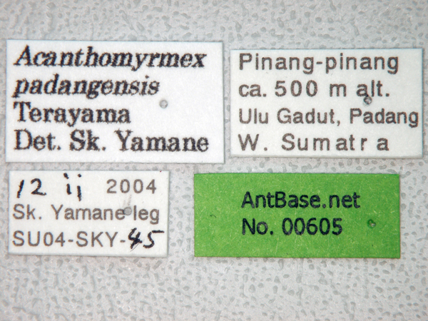 Foto Acanthomyrmex padanensis Terayama, Ito & Gobin, 1998 Label