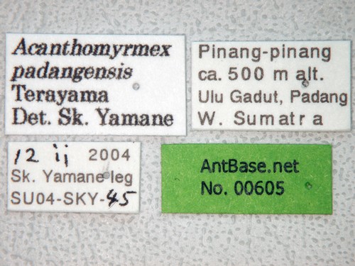 Acanthomyrmex padanensis Terayama, Ito & Gobin, 1998 Label