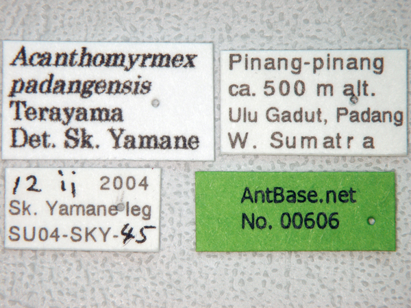 Foto Acanthomyrmex padanensis Terayama, Ito & Gobin, 1998 Label