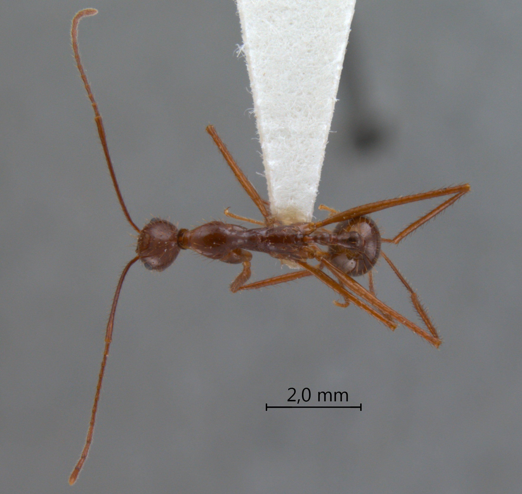 Foto Aphaenogaster feae Emery, 1889 dorsal