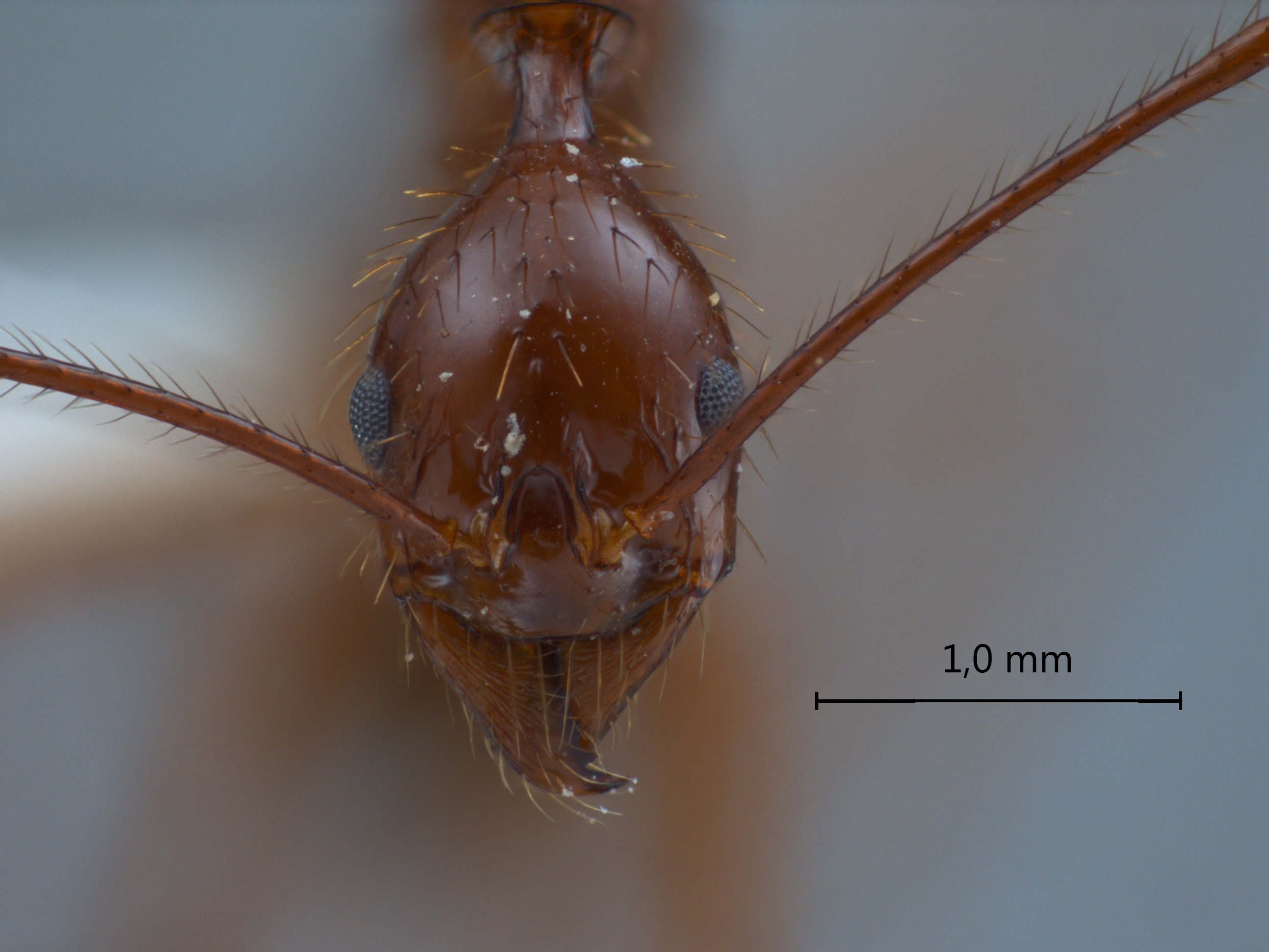 Foto Aphaenogaster feae Emery, 1889 frontal