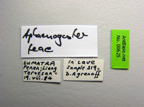 Aphaenogaster feae Emery, 1889 Label