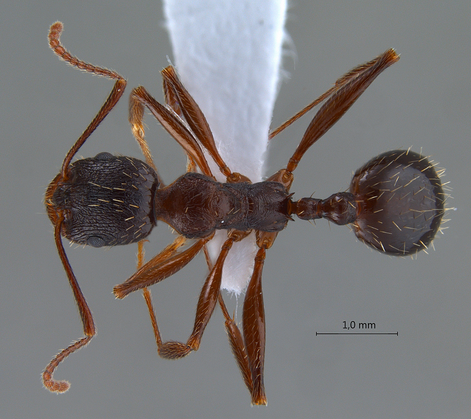 Foto Aphaenogaster gibbosa Latreille, 1798 dorsal